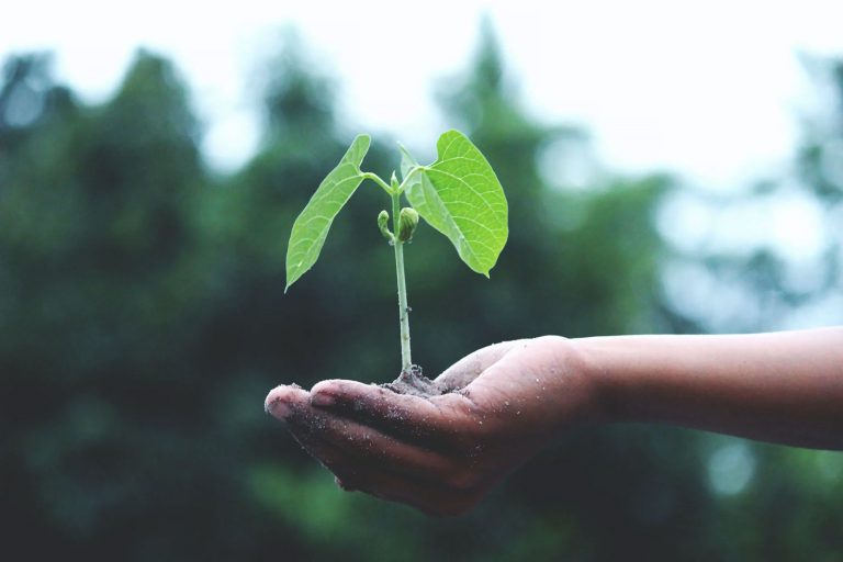 Hand holding small plant to foreground and blurred trees environment in the background